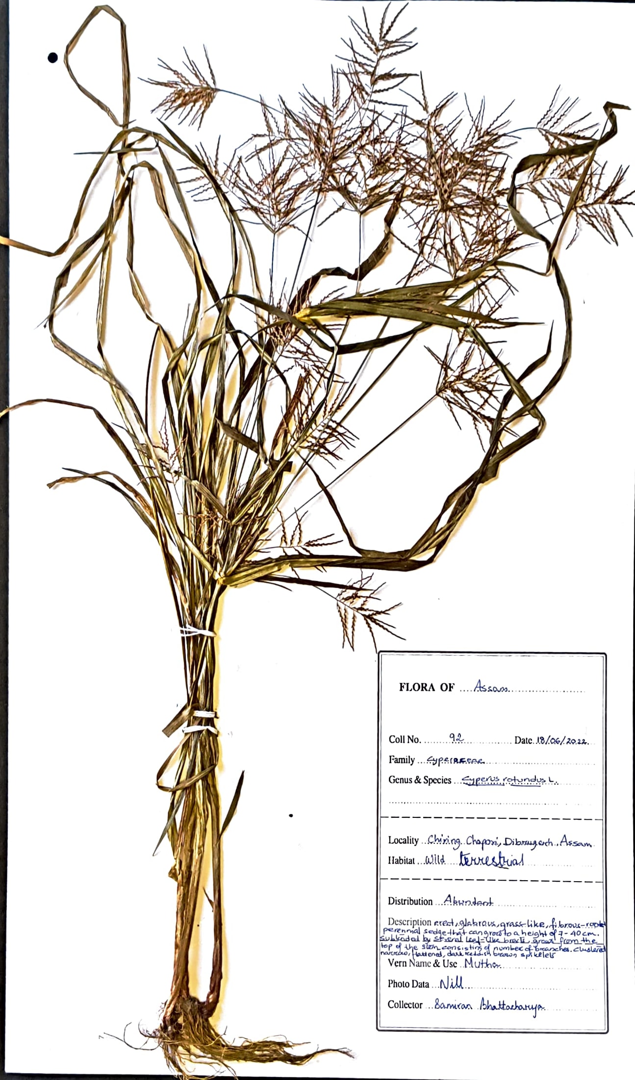 Mutha (Ass.) (Herbarium)